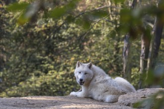 One Arctic wolf (Canis lupus arctos) lying on the forest floor. Green vegetation in the background