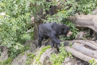 One Sun bear (Helarctos malayanus) walking over logs on a hilly ground in bright sunlight. Some