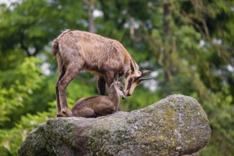 An adult female chamois (Rupicapra rupicapra) and her cub stand on a rock. A green forest is in the