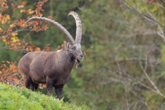 A male ibex (Capra ibex) standing on a cloudy day on a green meadow on top of a hill. A forest in