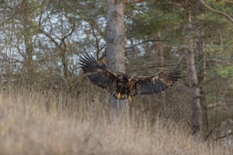 One white-tailed eagle (Haliaeetus albicilla) flying off of a pine tree standing in dry grass on