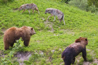 Two eurasian grey wolves (Canis lupus lupus) meet two european brown bears (Ursus arctos arctos)