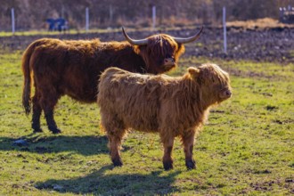 One Highland cow (Bos (primigenius) taurus) stands side by side with her calf on a meadow