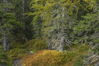 View of an autumnal virgin forest with small ponds, dead trees and heather. Hohe Tauern NP, Kolm