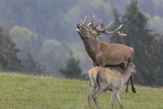 Red Deer buck standing on a meadow in autumn. Fog and trees in the background. Rutting season,