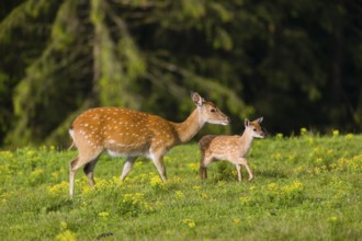 One female Manchurian sika deer or Dybowski's sika deer (Cervus nippon mantchuricus or Cervus