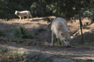 One Arctic wolf (Canis lupus arctos) walking through a forest. Green vegetation and a second wolf