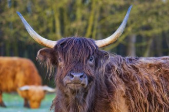 Portrait of a Highland cow (Bos (primigenius) taurus)