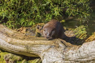 One Eurasian otter (Lutra lutra), walks over a log lying in the water