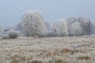 Moorland landscape in hoarfrost, Emsland, Lower Saxony, Germany, Europe