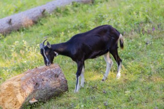 One female Tauernschecke goat, Capra aegagrus hircus, nibbling on the bark of a tree trunk lying on