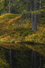 View of an autumnal virgin forest with small ponds, dead trees and heather. Hohe Tauern NP, Kolm