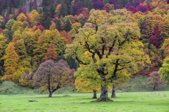 Trees with fall foliage at the Nature conservancy area Grosser Ahornboden. Sycamore maple trees,