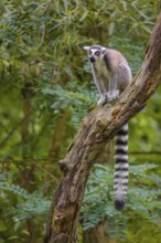 A ring-tailed lemur (Lemur catta) stands high up on a branch of tree with fresh green leafs