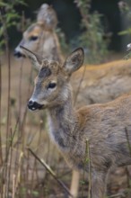 One female and one male Roe Deer, (Capreolus capreolus), standing side by side in dry stinging