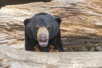 One Sun bear (Helarctos malayanus) peeking thru between two rotten logs