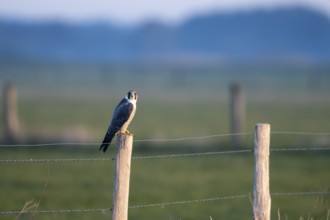 Peregrine falcon (Falco peregrinus), on a fence post, Ochsenmoor, Dümmer, Lemförde, Lower Saxony,