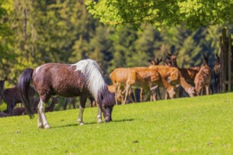 One pony (Equus ferus caballus) grazes on a meadow together with some red deer