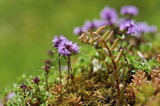 Wild broad-leaved thyme (Thymus pulegioides), Switzerland, Europe