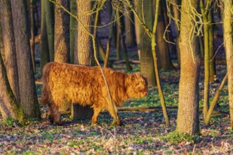 One Highland calf (Bos (primigenius) taurus) walks through a forest