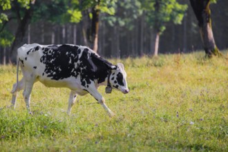 A Holstein Friesian cattle grazing on the alpine pasture with maple trees, Eng valley, Austria,