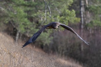 One white-tailed eagle (Haliaeetus albicilla) flying off of a pine tree standing in dry grass on