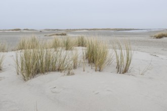 Dune landscape, Amrum, Schleswig-Holstein, Germany, Europe