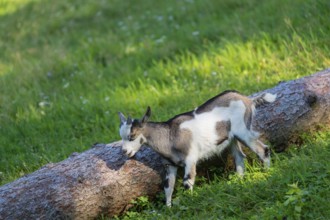 One female Tauernschecke goat, Capra aegagrus hircus, nibbling on the bark of a tree trunk lying on