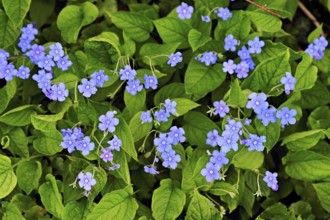 Blossoms of the forget-me-not (Myosotis), Switzerland, Europe