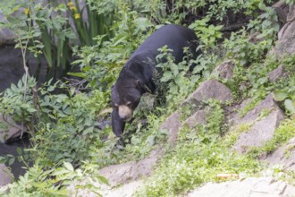 One Sun bear (Helarctos malayanus) walking thru dense vegetation over rocks on hilly ground