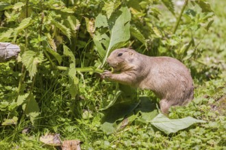 A black-tailed prairie dog sits on fresh green vegetation, searching for food on a bright sunny day