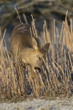 Roe deer standing in hoar frosted dead stinging nettle at minus 15 °C at sunrise. Licking off the