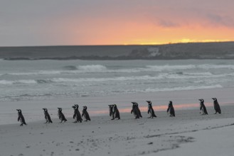 Magellanic penguins (Sphreniscus magellanicus), group in the morning light on their way to sea,