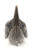 Close-up of a juvenile gannet with closed beak in symmetrical representation on a white background,