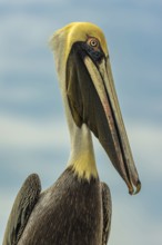 Brown pelican (Pelecanus occidentalis) side view, portrait, Playa Salinas, Costa Rica, Central