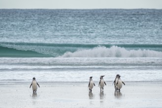 Magellanic penguins (Sphreniscus magellanicus) landing on a beach, Volunteer Point, Falkland