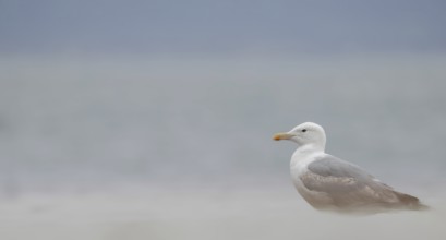 Herring Gull (Larus argentatus) sitting on a foggy beach, Amrum Island, Germany, Europe