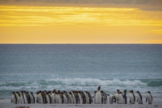 King penguins (Aptenodytes patagonicus), in the morning light on the beach, Volunteer Point,