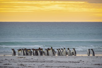 King penguins (Aptenodytes patagonicus), in the morning light on the beach, Volunteer Point,