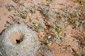 Mulga ant nest, Polyrhachis macropa, expedition of the Melbourne Grammar School, Northern