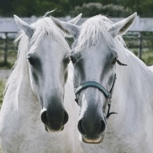 Portrait of Two White Horses Bulgaria