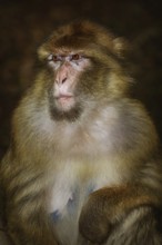 Closeup Portrait of Barbary Macaque (Macaca Sylvanus) Salem, Germany, Europe