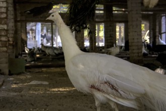 Injured White Peacock (Pavo cristatus), Peafowl Standing in Cage