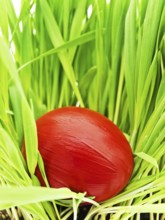 Red Color Easter Egg In Green Grass