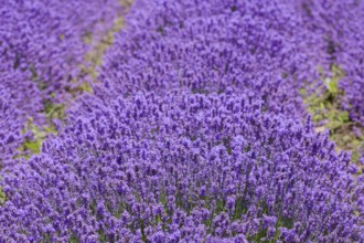 Lavender Field