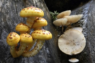 Goldfell-Schüppling (Pholiota aurivella, Pholiota cerifera), Lower Franconia, Bavaria, Germany,