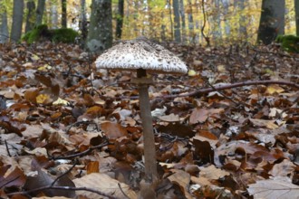 Parasol mushroom, Parasol, giant umbrella mushroom at a weekly market market (Macrolepiota