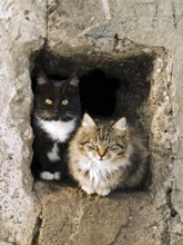 Outdoor cats look out from the hole in sunny day