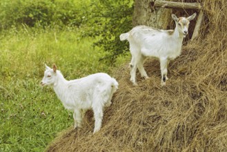 Farm in Lithuania. Two White Goats On A Haystack