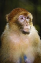 Closeup Portrait of Barbary Macaque (Macaca Sylvanus) Salem, Germany, Europe